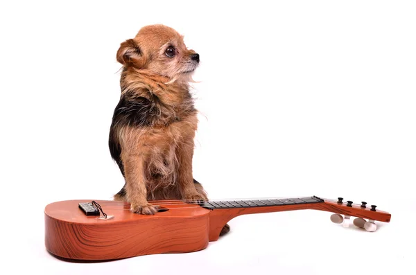 Cão com guitarra — Fotografia de Stock