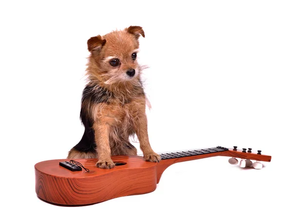 Kytarista pes — Stock fotografie
