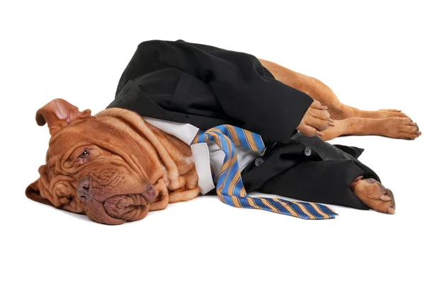 Unavený podnikatel pes — Stock fotografie