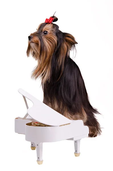 Pianist dog — Stock Photo, Image