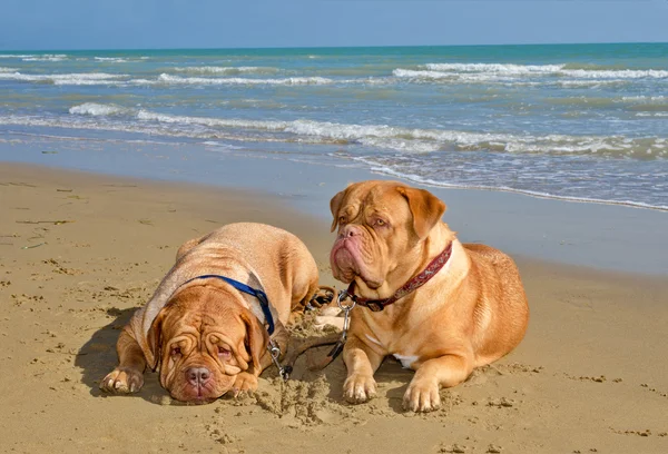 Dogs at the beach — Stock Photo, Image
