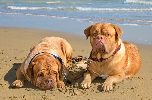 Dogs at the beach — Stock Photo, Image