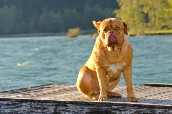 Lonely dog on a pier — Stock Photo, Image