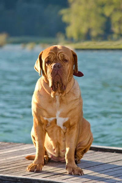 Hond op een pier — Stockfoto
