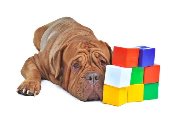 Pes s barevné kostky cihly — Stock fotografie