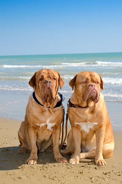 Σκυλιά στην παραλία — Φωτογραφία Αρχείου