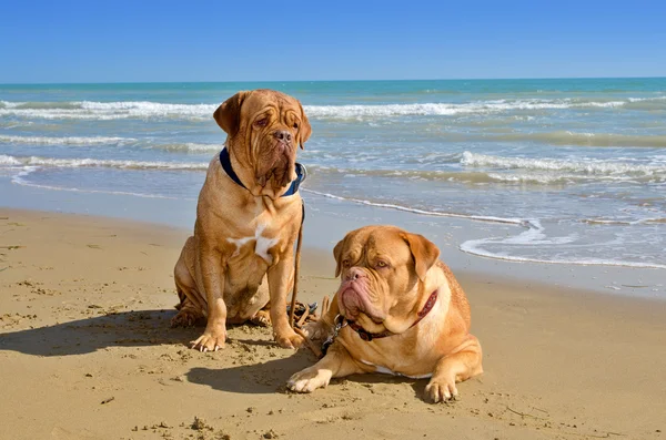 Psy na plaży — Zdjęcie stockowe