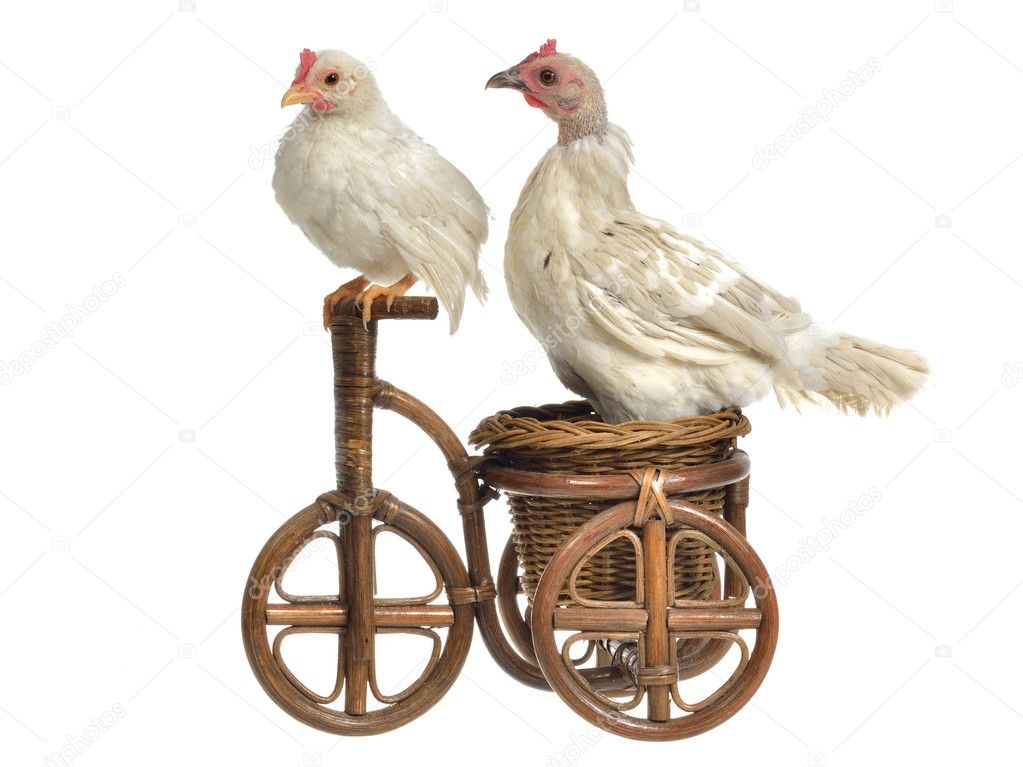 Two chickens travelling on wooden tricycle