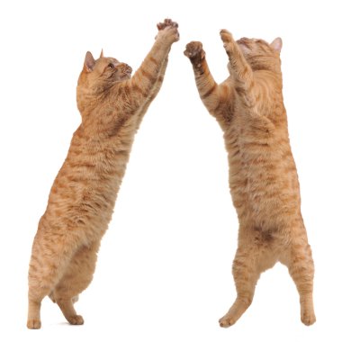 Two cats competitng for a toy clipart