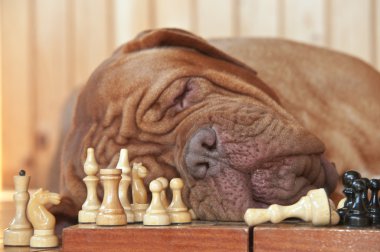 Dog Grand Master sleeping clipart