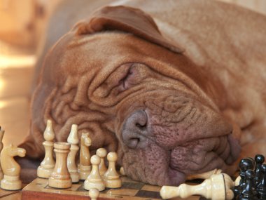 Dog on a chess board clipart