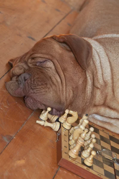 Hundegroßmeister schläft — Stockfoto