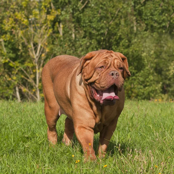 Bordeauxdog in zomer weide — Stockfoto