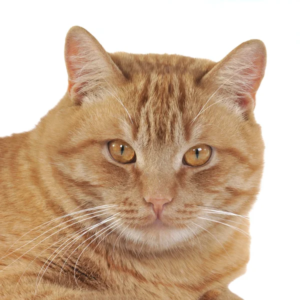 Portrait de chat roux — Photo