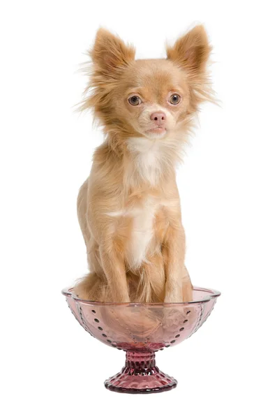 Chihuahua e una ciotola — Foto Stock