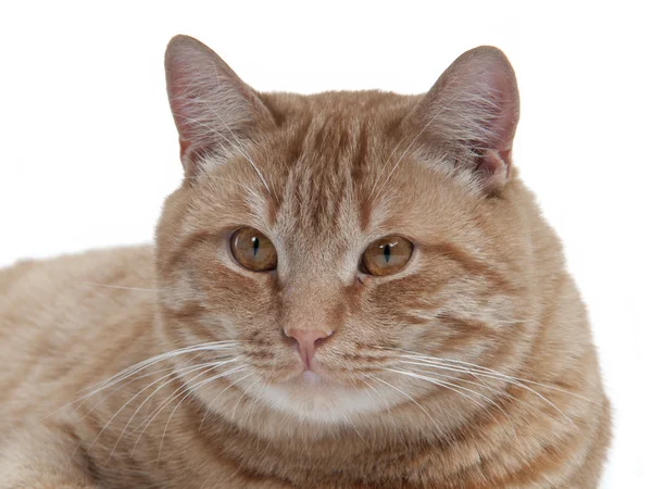Bruine kat portret — Stockfoto