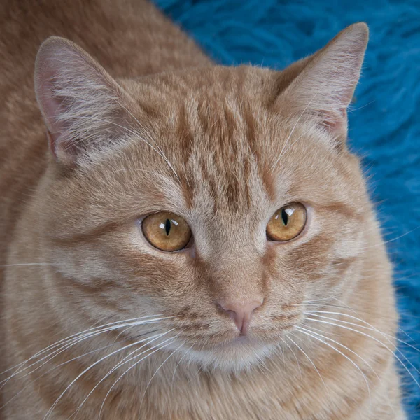 Gele kitten portret — Stockfoto