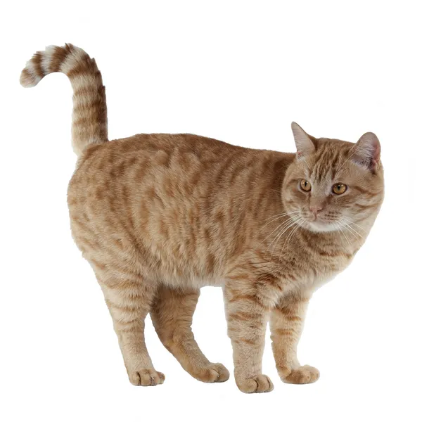 Игривый котенок — стоковое фото