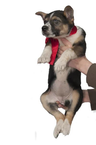 Mischlingshund in Frauenhänden — Stockfoto