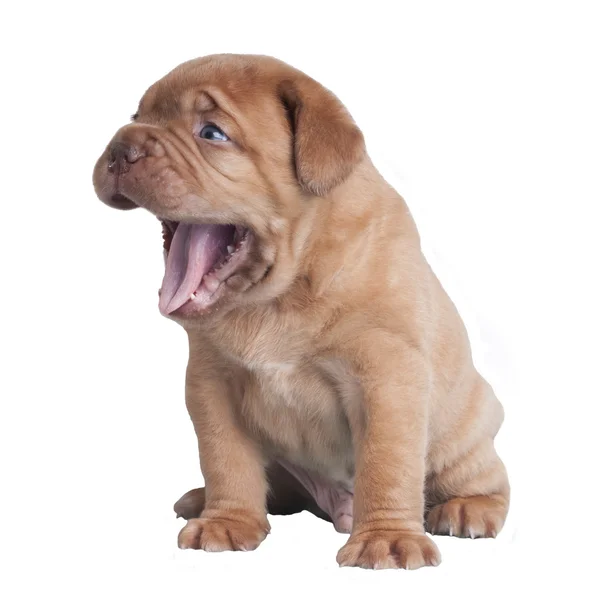 Смешной щенок зевает — стоковое фото