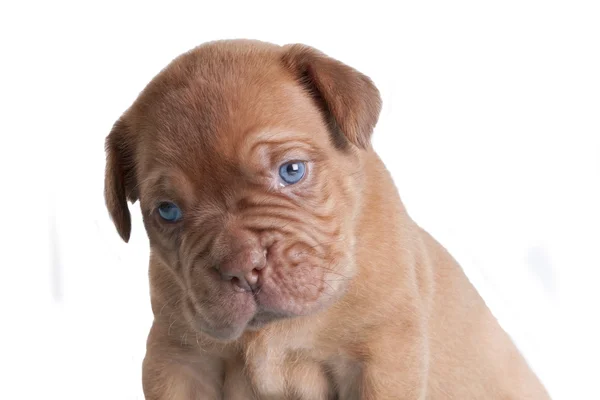 Portrét francouzského doga — Stock fotografie