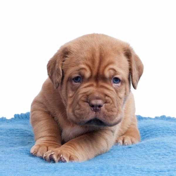 Filhote de cachorro enrugado no tapete — Fotografia de Stock