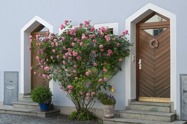 Bush of roses near old house, Germany — Stock Photo, Image