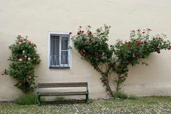 Roses, window and bench, Germany — Stock Photo, Image