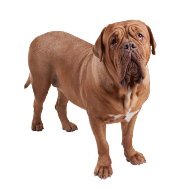 dogue de bordeaux - Fransız mastiff