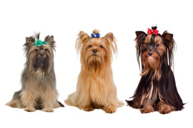 Three Yorkshire terrier dogs clipart
