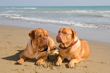 plajda yatan iki rahat köpek