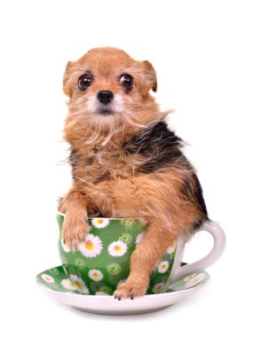 Funny dog hiding in a cup clipart