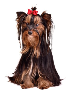 Adorable Yorkshire Terrier girl clipart