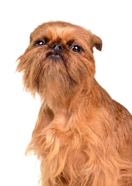 Brussels Griffon portrait clipart