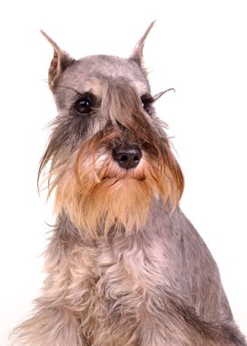 Miniature schnauzer portrait clipart