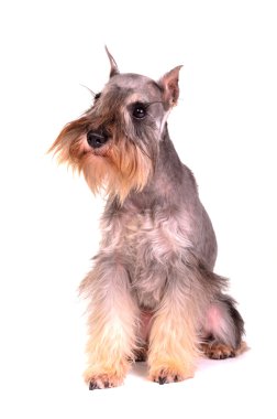 Miniature schnauzer sitting clipart