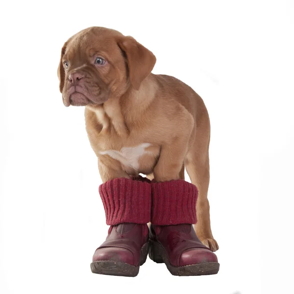 Filhote de cachorro usando botas vermelhas — Fotografia de Stock