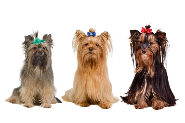 Three Yorkshire terrier dogs — Stock Photo, Image