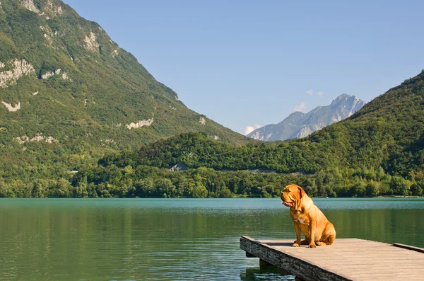 Lonely dog at the pier against mountains background — Stock Photo, Image