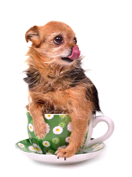 Liten hund inne i en kopp, slickar sin näsa — Stockfoto