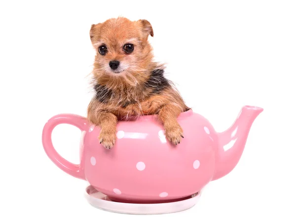 Ładny pies ukrywanie wewnątrz dzbanek do herbaty różowy — Zdjęcie stockowe