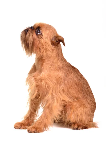 Cachorro de pelo liso Brussels Griffon — Foto de Stock