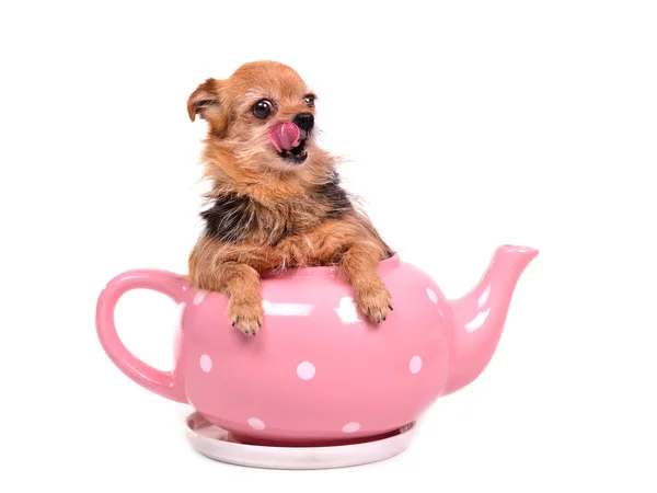 Mały pies wewnątrz dzbanek do herbaty, lizanie jego nos — Zdjęcie stockowe