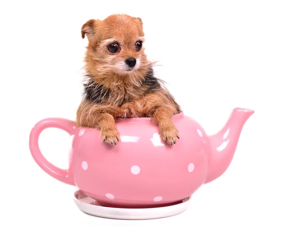 Маленький щенок внутри чайника — стоковое фото