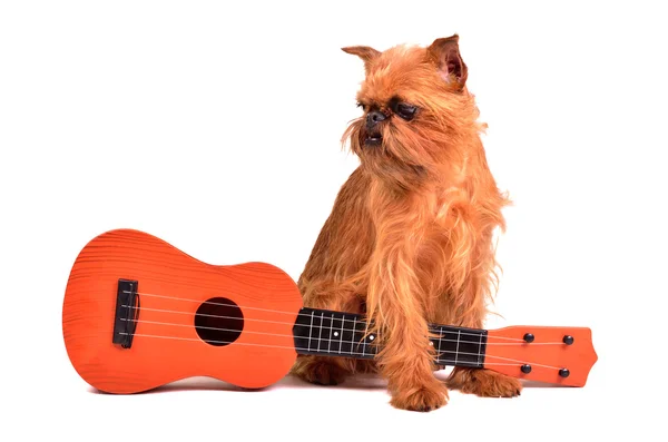 Hund med gitarr — Stockfoto