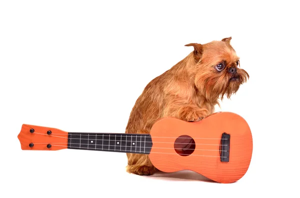Perro guitarrista —  Fotos de Stock