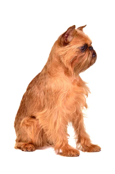 Dog of Griffon Bruxellois breed — Stock Photo, Image