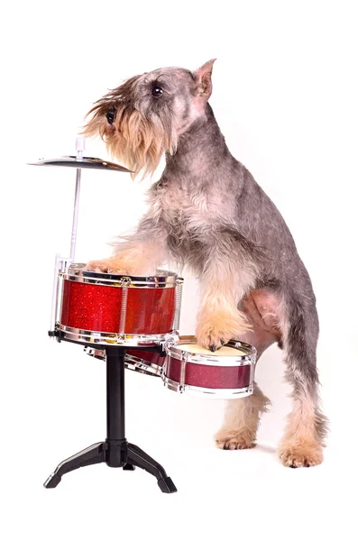 Собака з барабанним набором — стокове фото