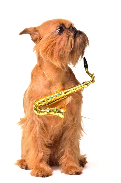 Dog with Saxophone — Stock Photo, Image