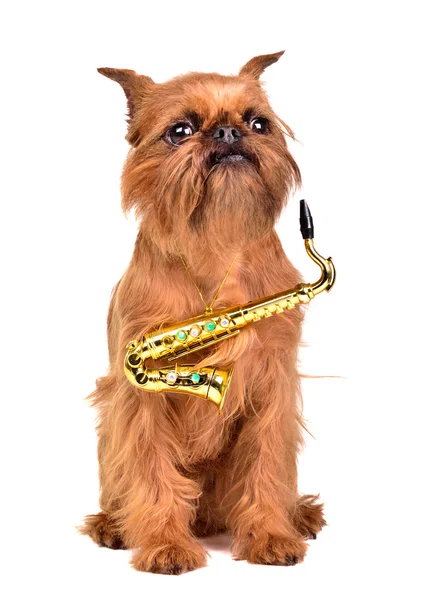 Perro saxofonista — Foto de Stock
